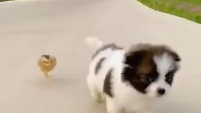 Funny Animal Videos - Awesome Funny Pet Animals Cute Animals Super Funny Dog Videos short video