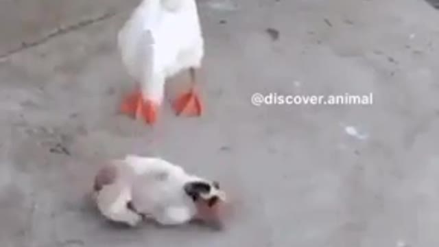 A small dog flirting with a goose exchanging pranks