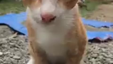 Funny cat video 16