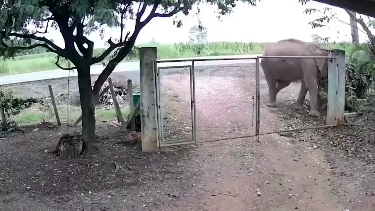 Elephants caught on CCTV raiding family’s garden in Thailand