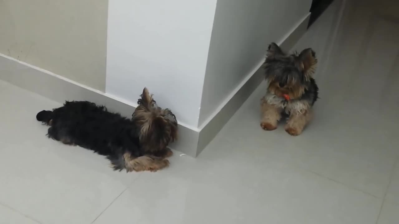 Yorkshire barking dog - yorkshire terrier barking mad