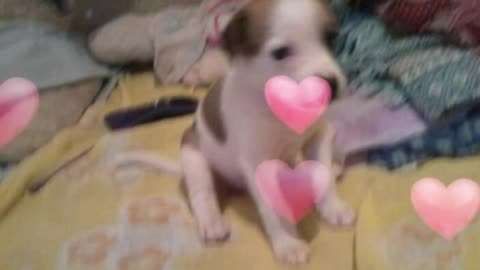 Petty minha doginha ❤️🐕
