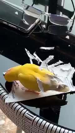 yellow parrot so cute