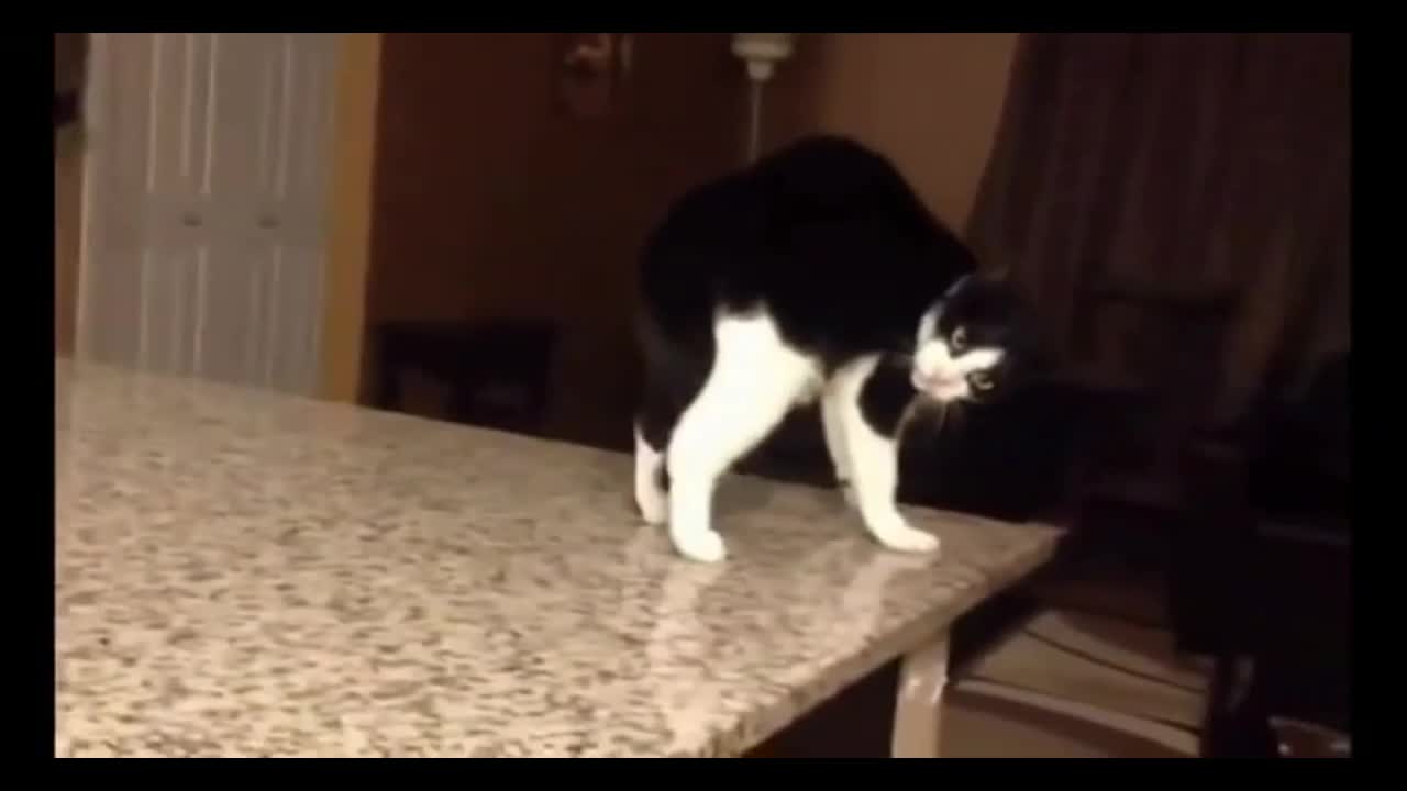 Cat slips from slippery table