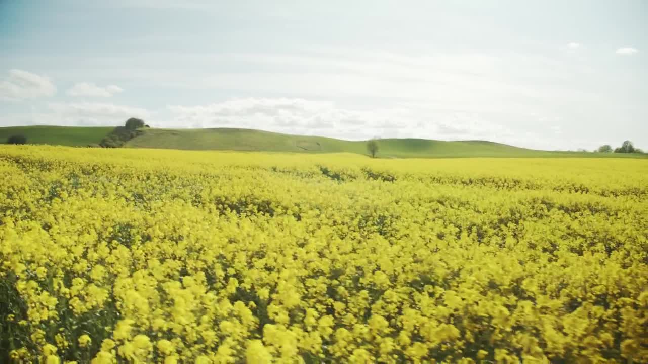 Crops moving in the breeze