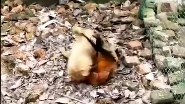 Chicken vs Dog Hilarious video