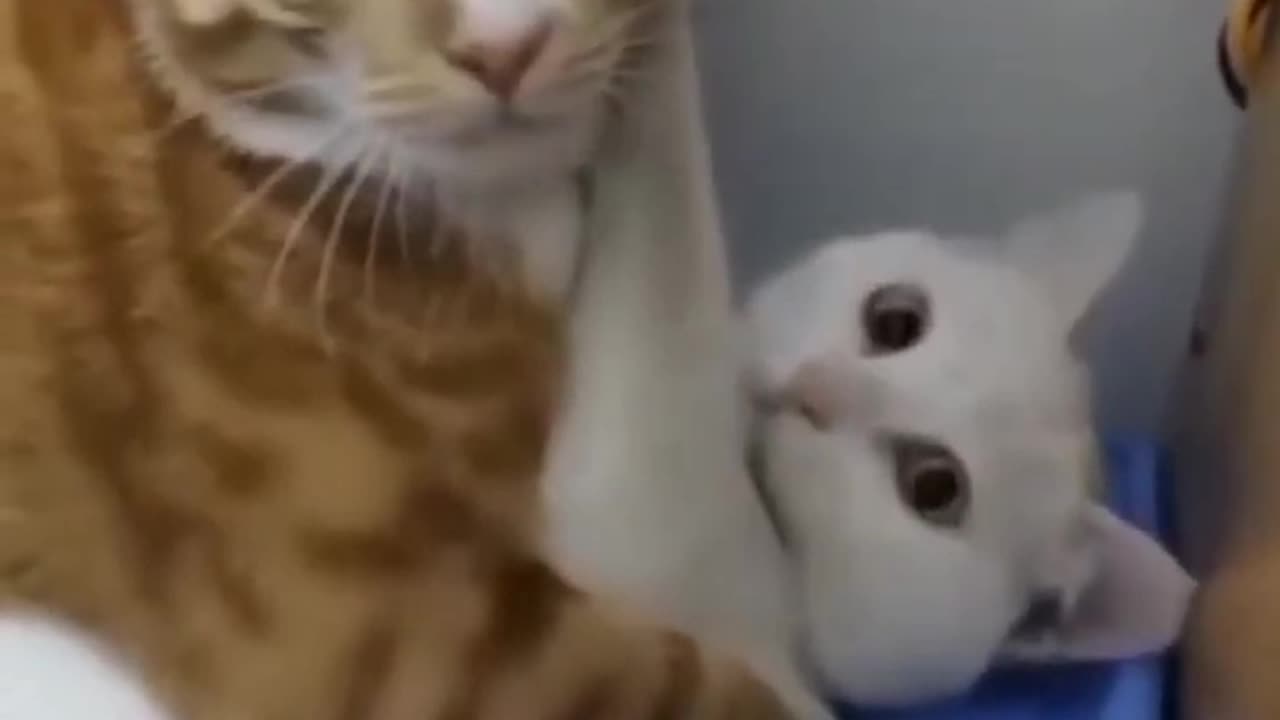 Romantic Cat😻😻