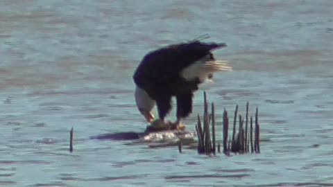 3 Toussaint Wildlife - Oak Harbor Ohio