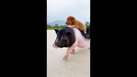 Cute and funny pet pig