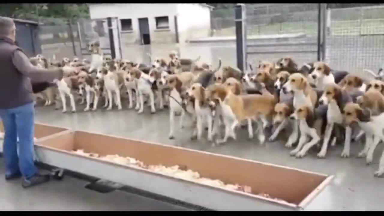 BEST ANIMAL LIFE MOMENTS PART 2 / FUNNY MOMENTS OF PETS