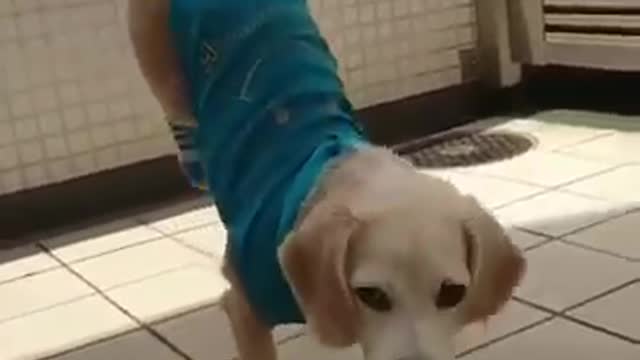 Funny cute dog playing with football