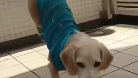 Funny cute dog playing with football