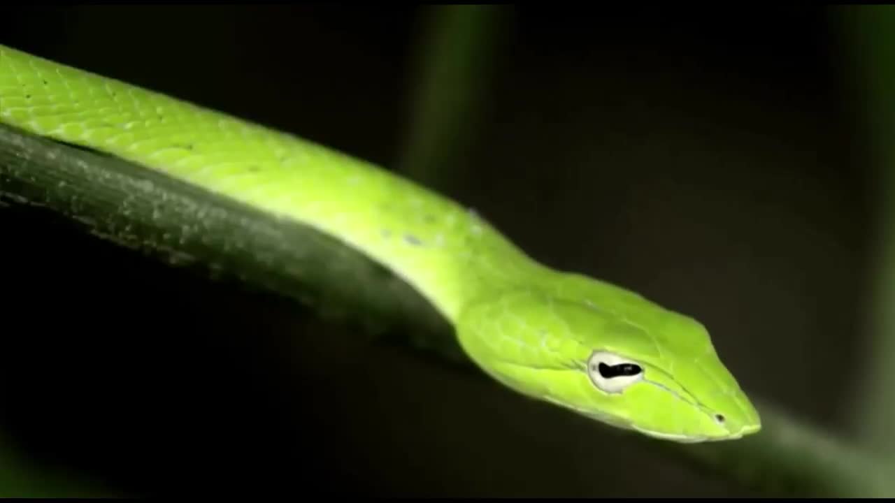 MANTIS VS SNAKE - Master In Camouflage