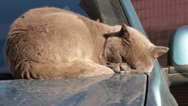 The cat sleeps on her car