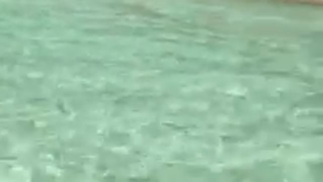 Meet a dog that wants to swim with his bosses