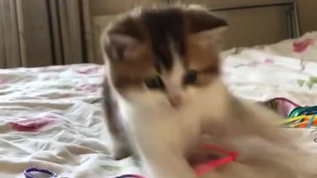 Very Cute Kitty Playing