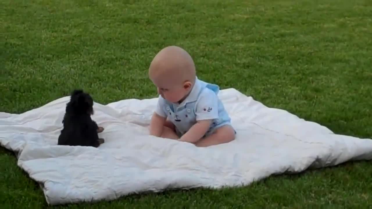 Yorkie puppy attack my baby boy