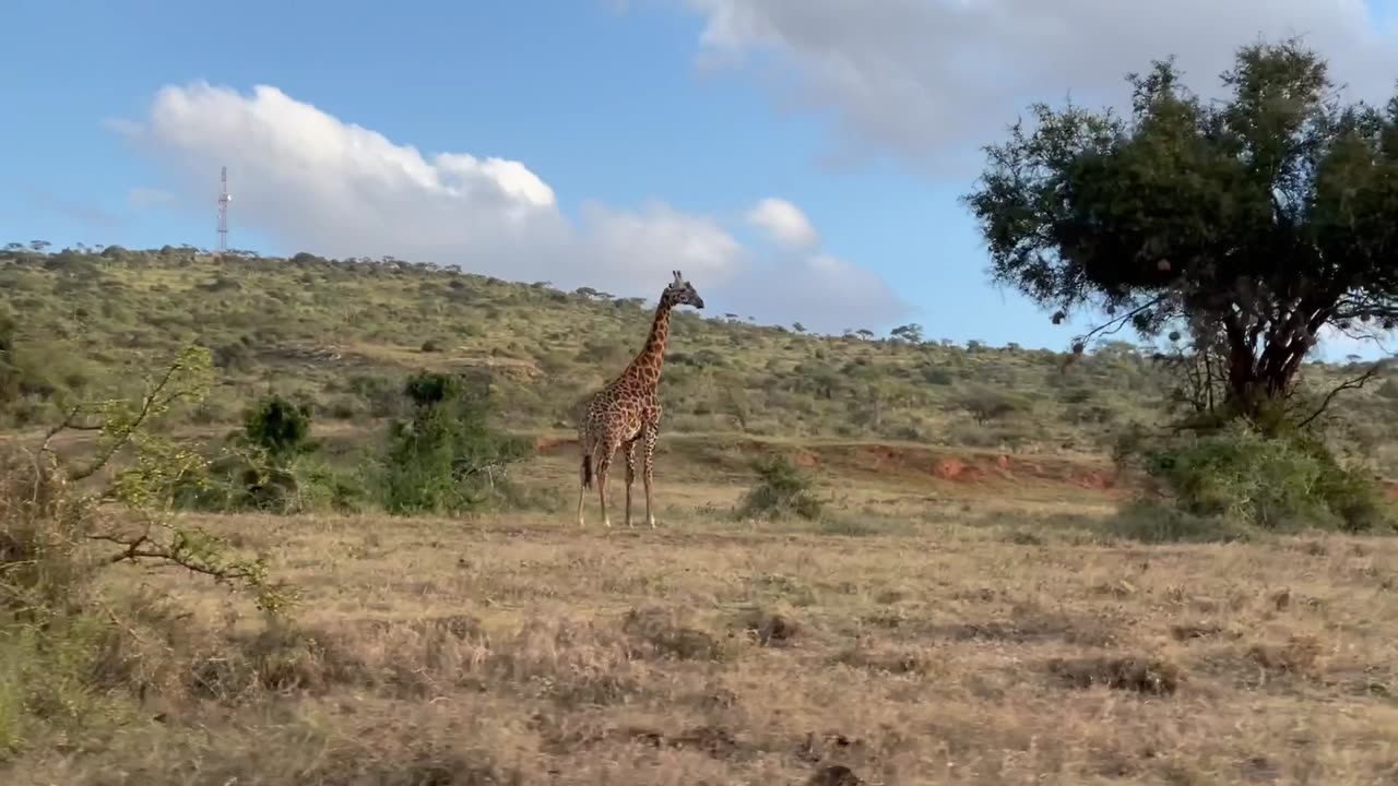 WANGUYA’s PRIVATE WILDLIFE RANCH 🦒🦍🦓🐆🦏🐘🦛