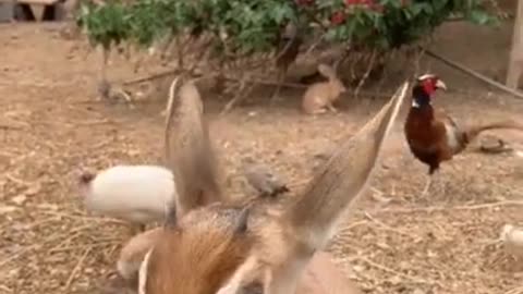 .😍 from tiktok @sea..777 #shorts