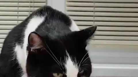 Cat Funny Cat cute videos Cat funny videos01