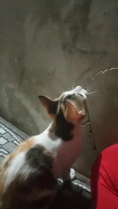 cute cat tries to jump makes you laugh!