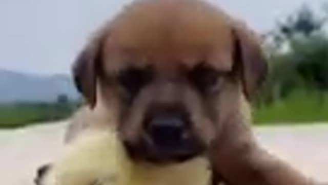 Cute dog funny video