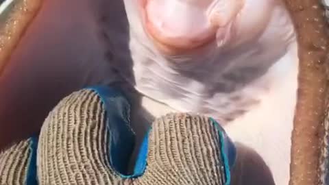 Do you know 'How to Tickle a Fish' ?