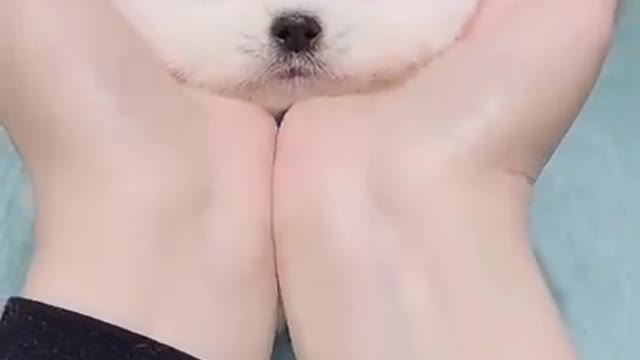 Super Cute puppy playing with owner