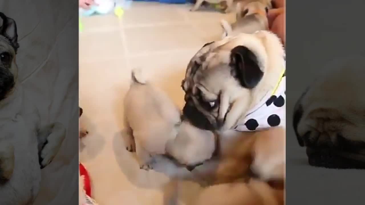 funny pug puppies