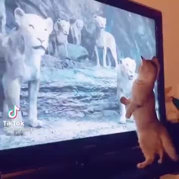 The cat is afraid of the lion on the screen
