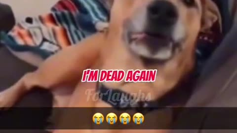 Crazy dog