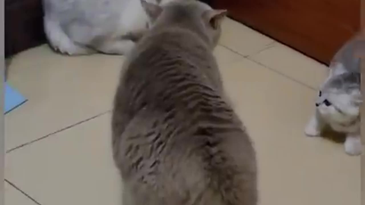 Cat Funniest Video _😸😹_