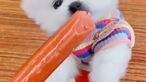 Cute and funny Dog 130