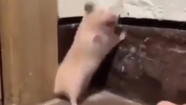 Funny moment =Afraid Mice