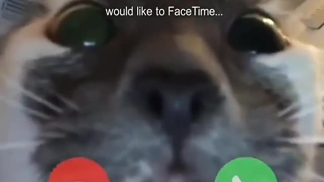 Cats video call 😸😸😹😹😺😺