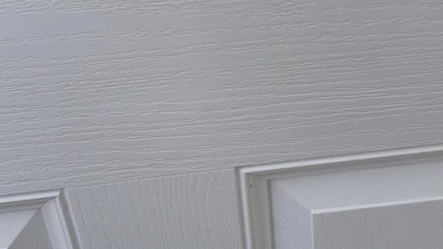 DOGGO MADNESS WHEN I GET HOME EVERYDAY