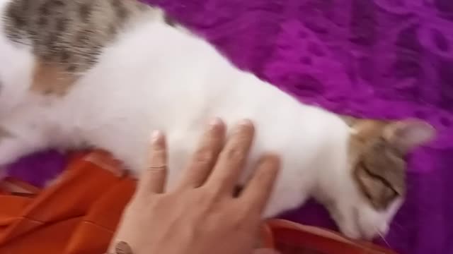 cat playing with owner's hand biting his hand