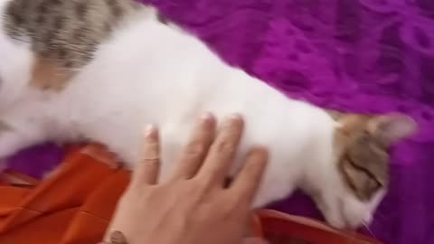 cat playing with owner's hand biting his hand