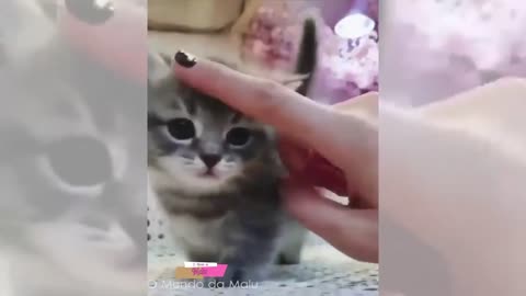 FUNNY AND CUTIE BABIES ANIMALS