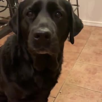 This dog dont want play