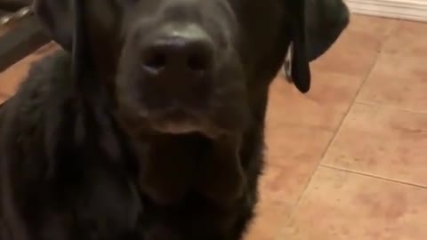 This dog dont want play