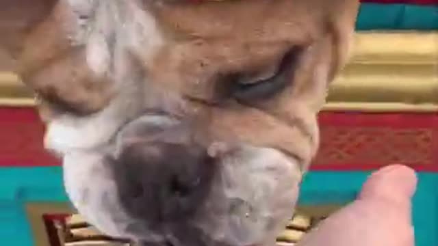 Dog Wearing Costume Sitting in Fortune Teller Machine and Getting Treats