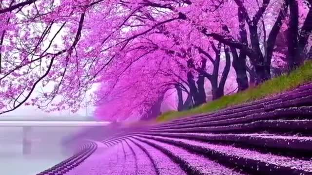 Nature video
