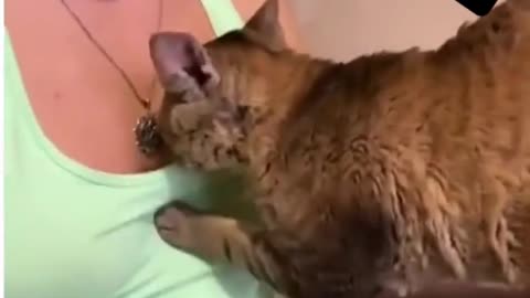He needs some milk... Cat Wants Boobs