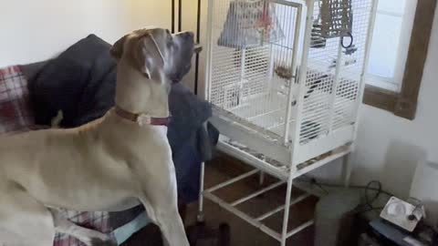Gerty and Harlow. A love fest.