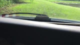 Save the turtle from a stray dog part two