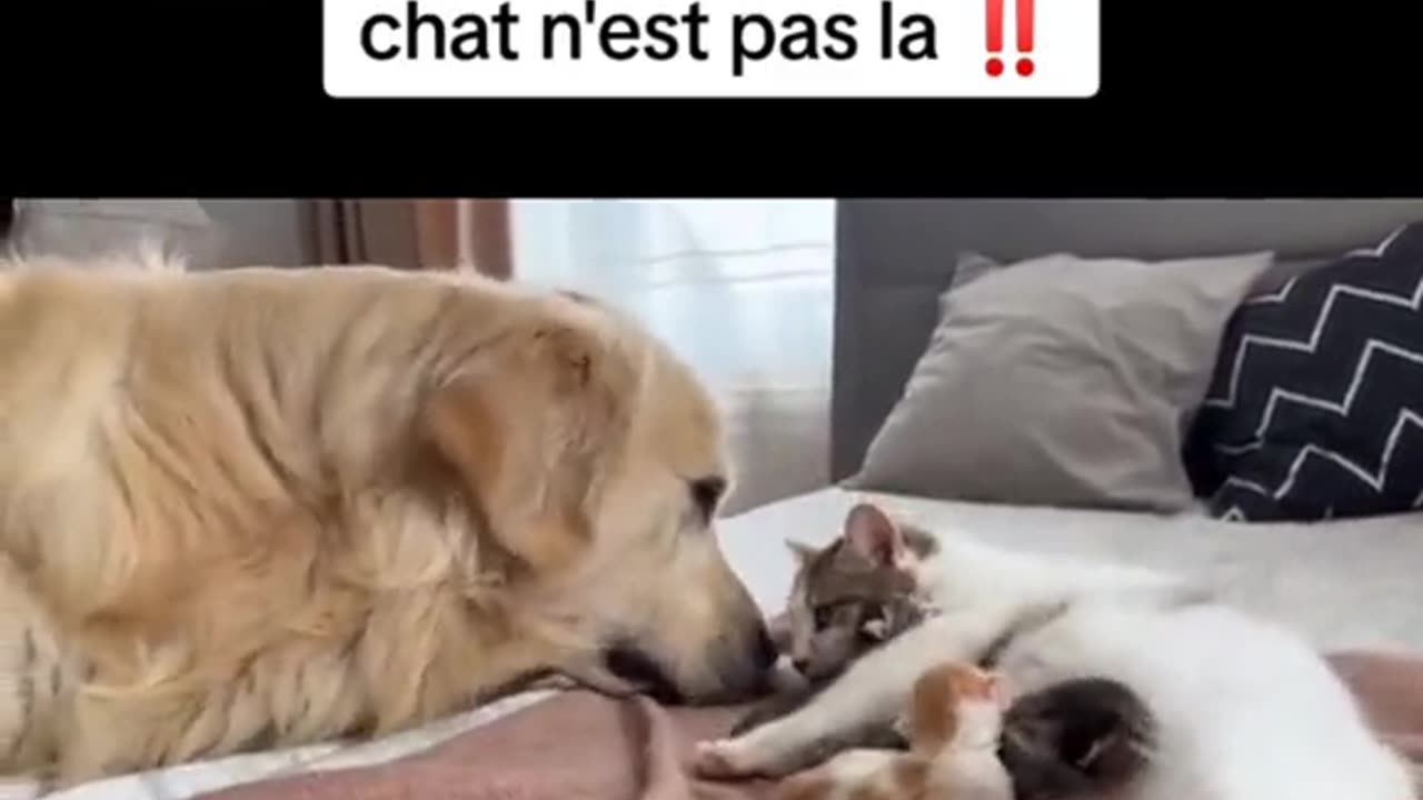 Cats end dog