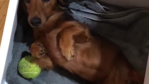 As soon as I open the drawer, my puppy hides in it