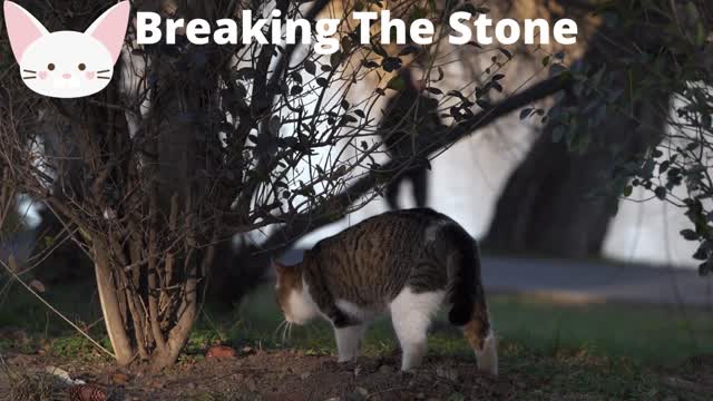 Breaking The Stone 2022| #FunnyCo| Funny Animal