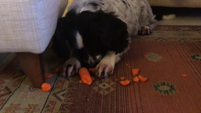 How Not to Eat a Carrot